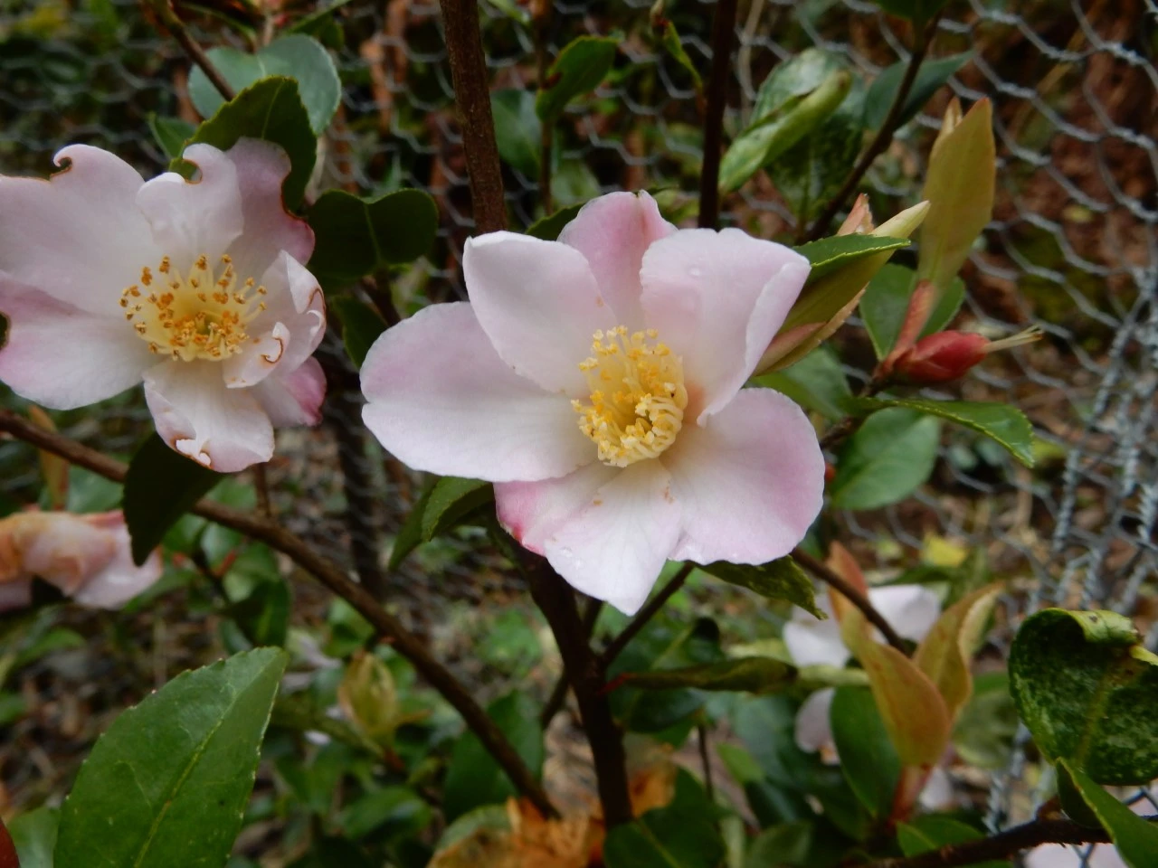 C. 'Fairy Blush'